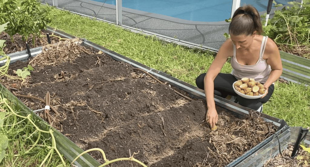 planting potatoes